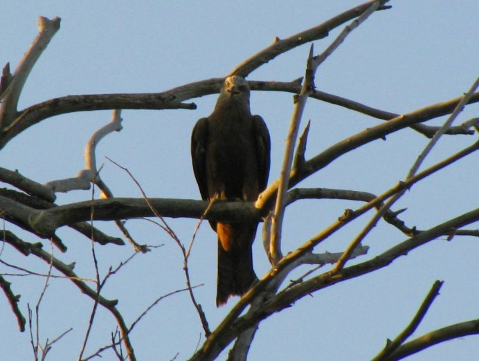 Сизоворонка - Coracias garrulus (Linnaeus, 1758)