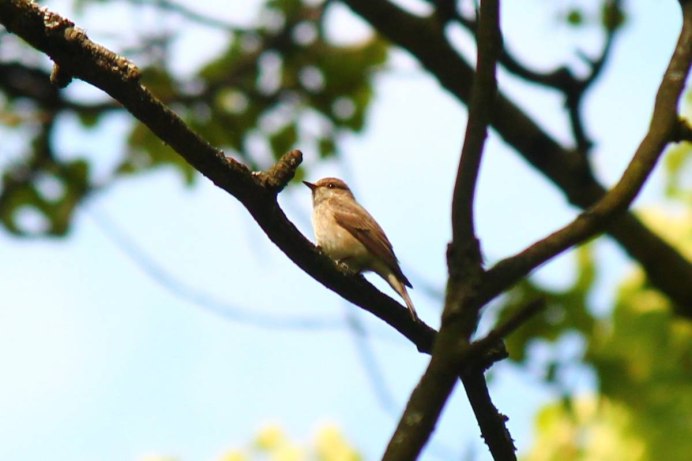 Соловей поет