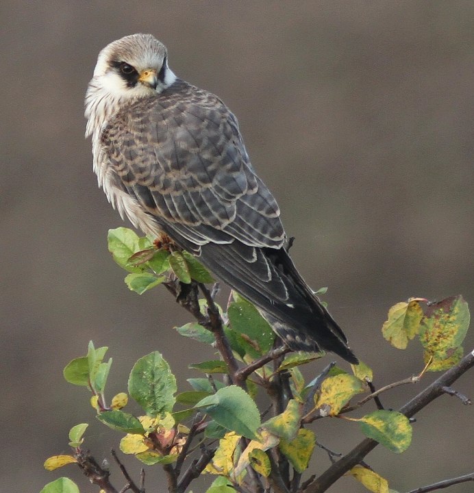 Аметистовыц короткохвостый скворе