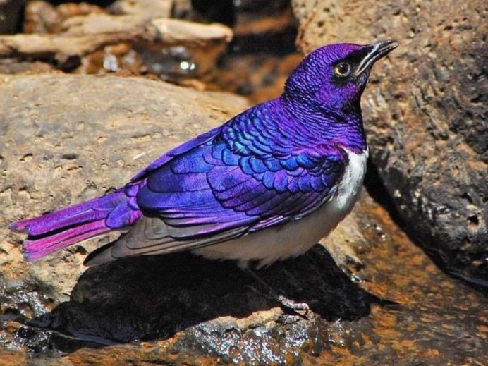 Дрозд-рябинник в России