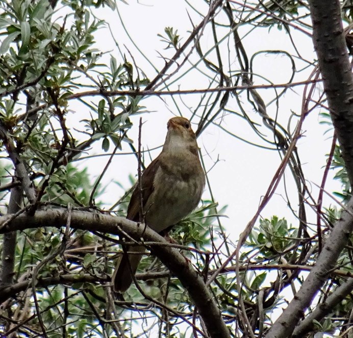 Птицы Ржевского лесопарка