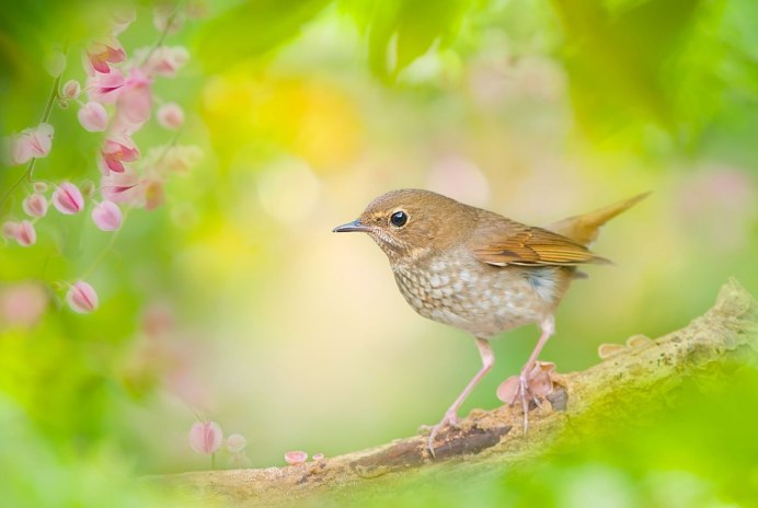 Короткохвостый скворец