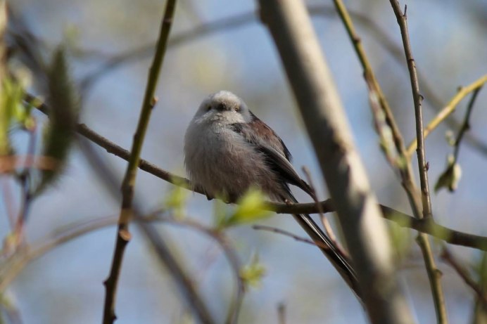 Парковая птица мухоловка Кемерово