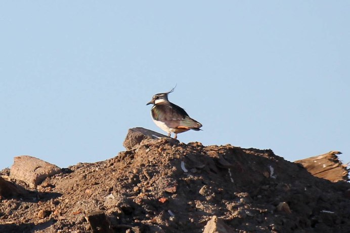 Московка птица и синица большая