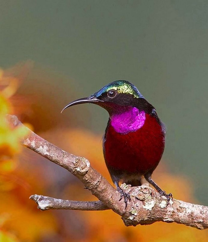 Аметистовый скворец