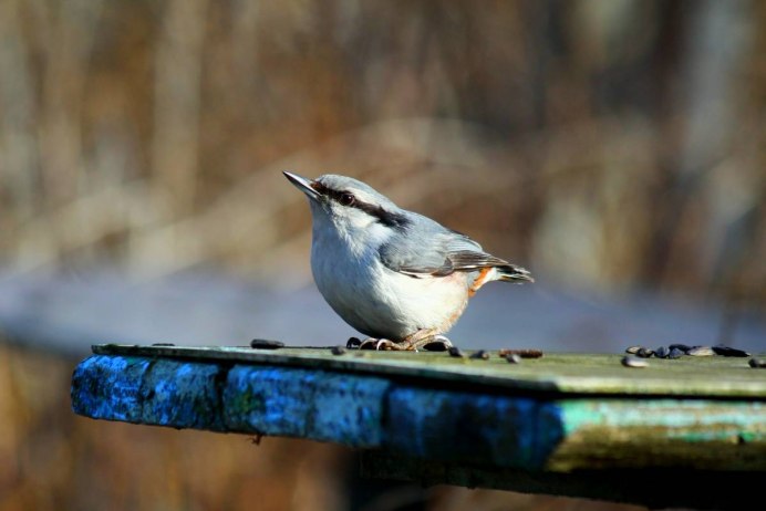 В лесопарке Лениногорска что за птица