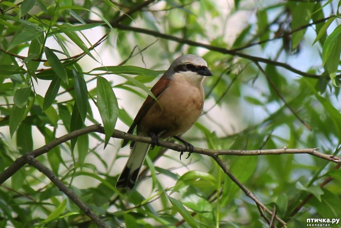 Лесная птичка Зарянка сочинение описание