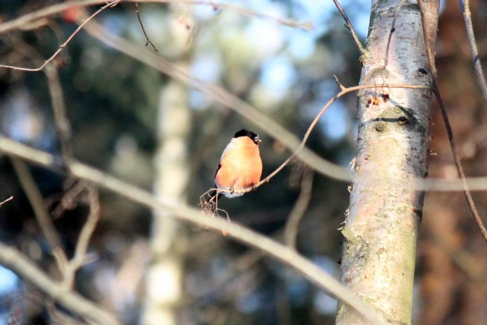 Пурпурный саблекрыл