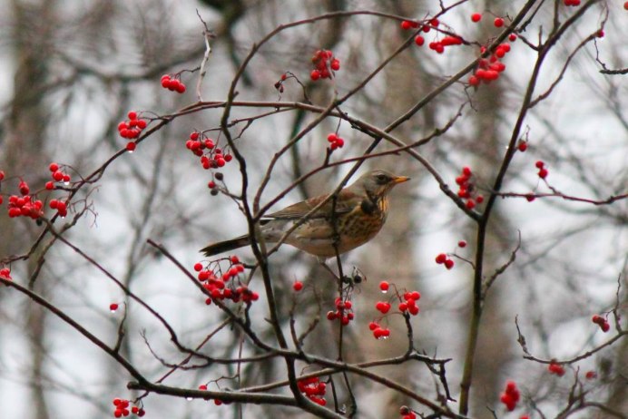 Птица Клест еловик