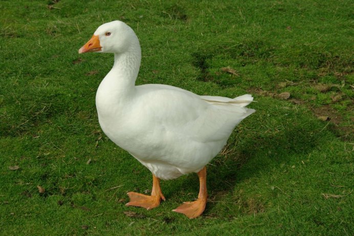 Goose Goose Revolution