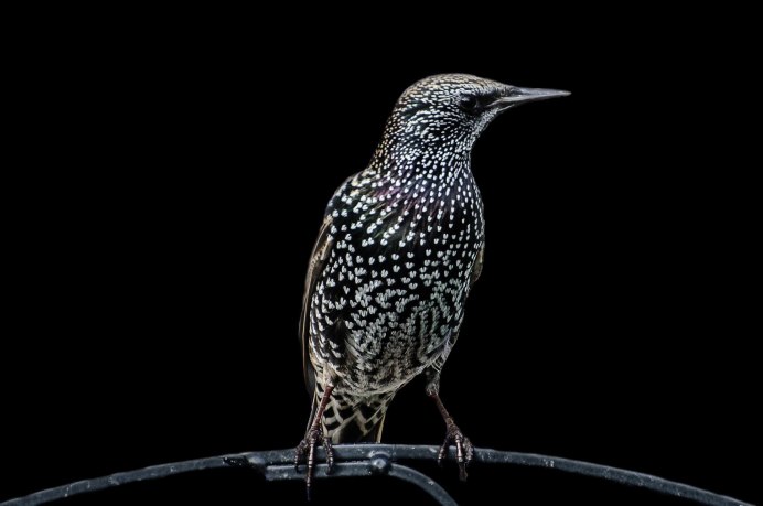 Starling картинки и фото