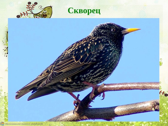 Белый скворец