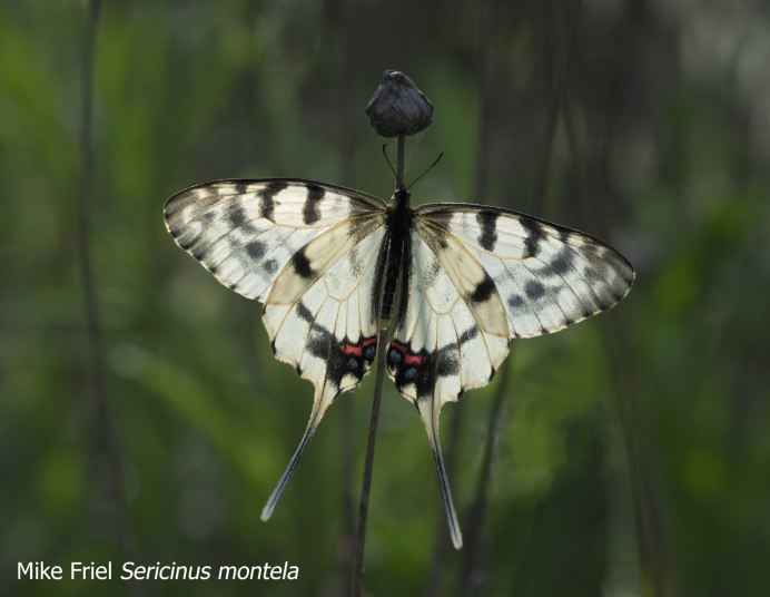 Серицин Монтела