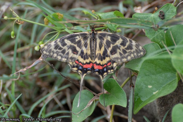 Sericinus Montela Gray, 1852