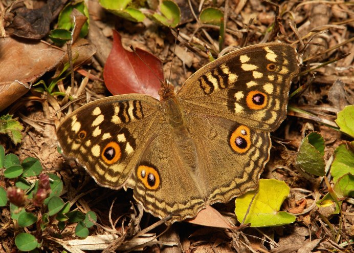Бабочка Графиум Сарпедон