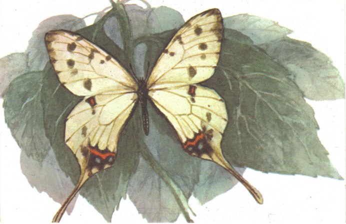 Eualus macilentus