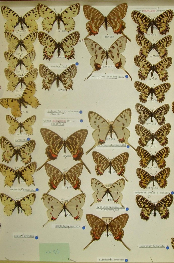 Красивые бабочки Европы