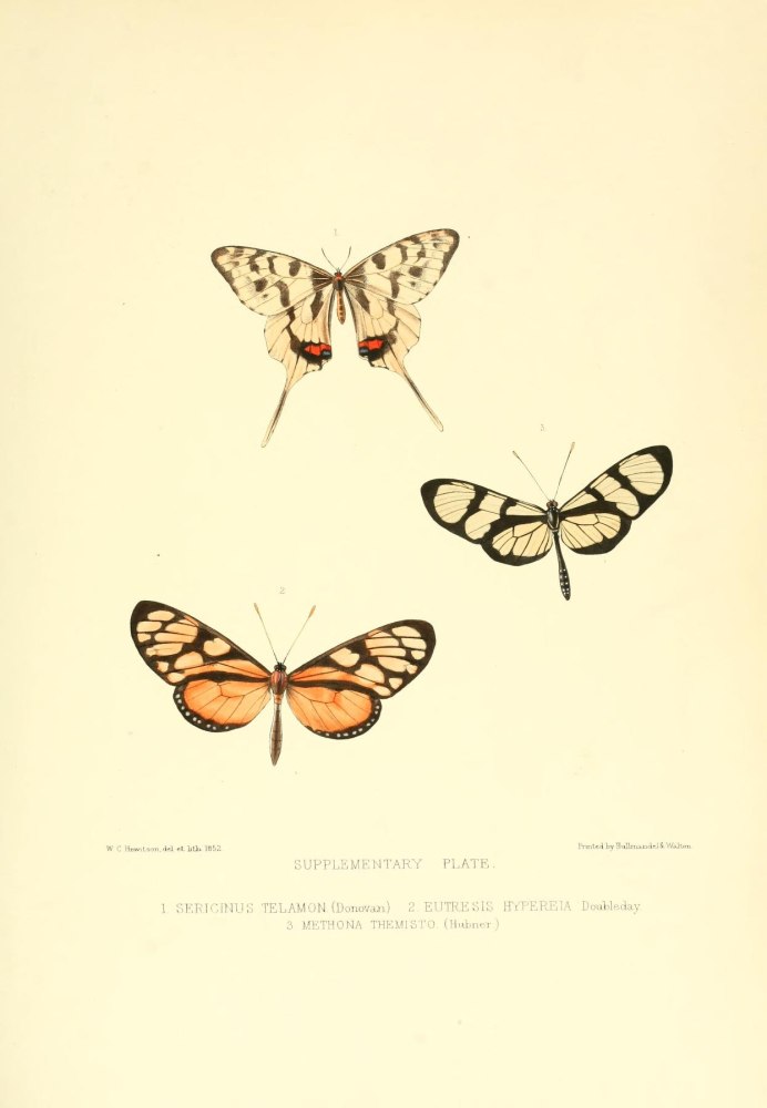 Насекомые Приморского края