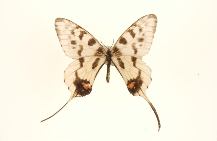 Серицин Монтела из бисера схемы плетения