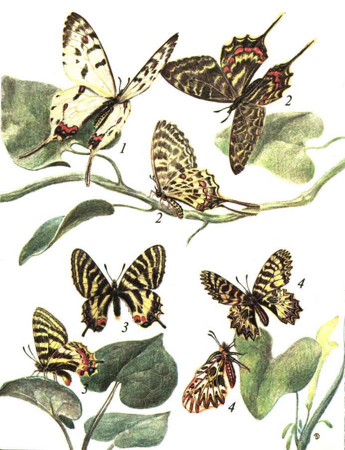 Papilio Antenor