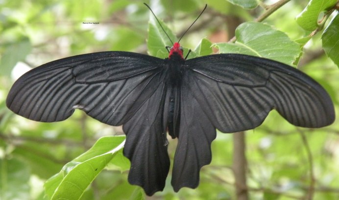 Выставка в Петербурге babochka