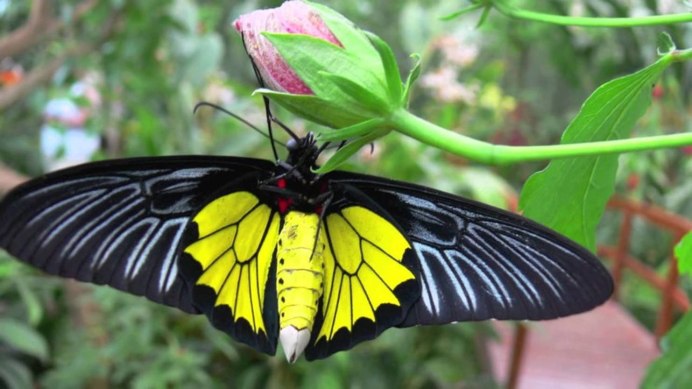 Серицин Монтела рисунок