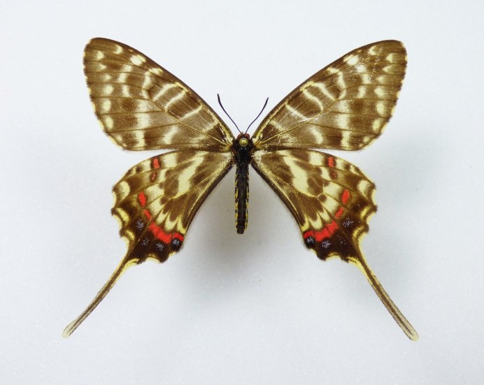 Алкиной самец