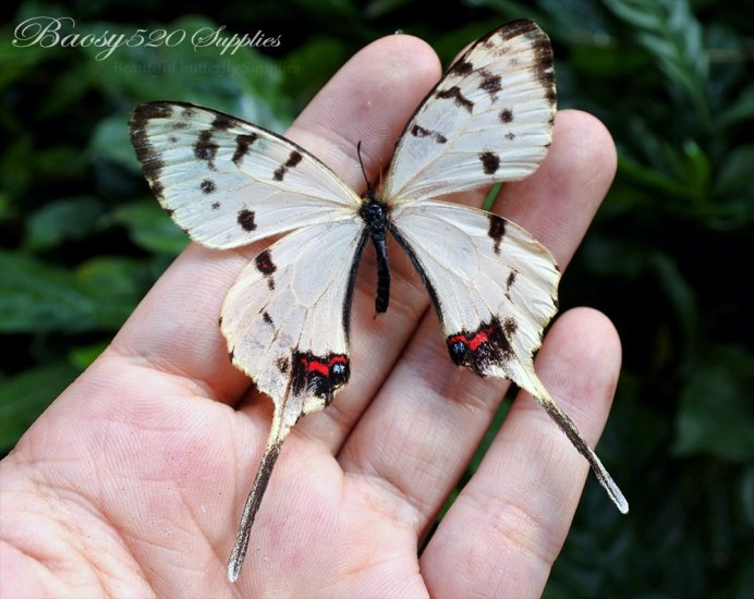 Коллекция бабочек Уолтера Ротшильда