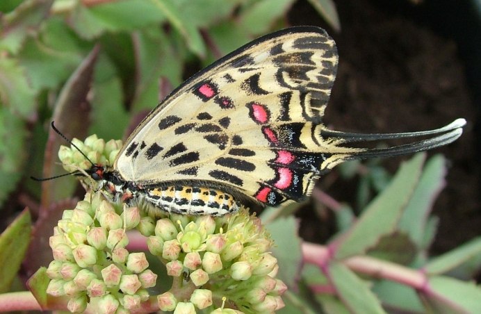 Серицин Монтела