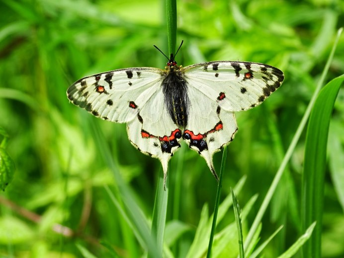 Серицин Монтела