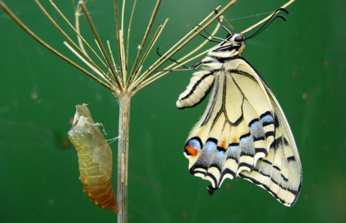 Серицин бабочка