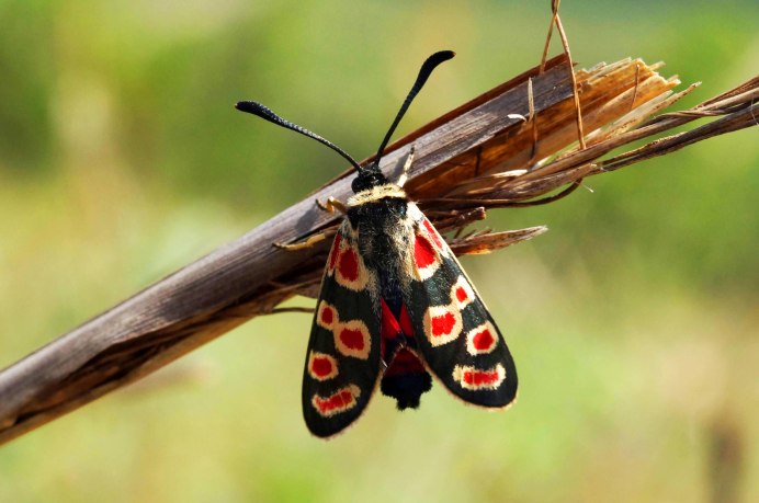 Шашечница Горная