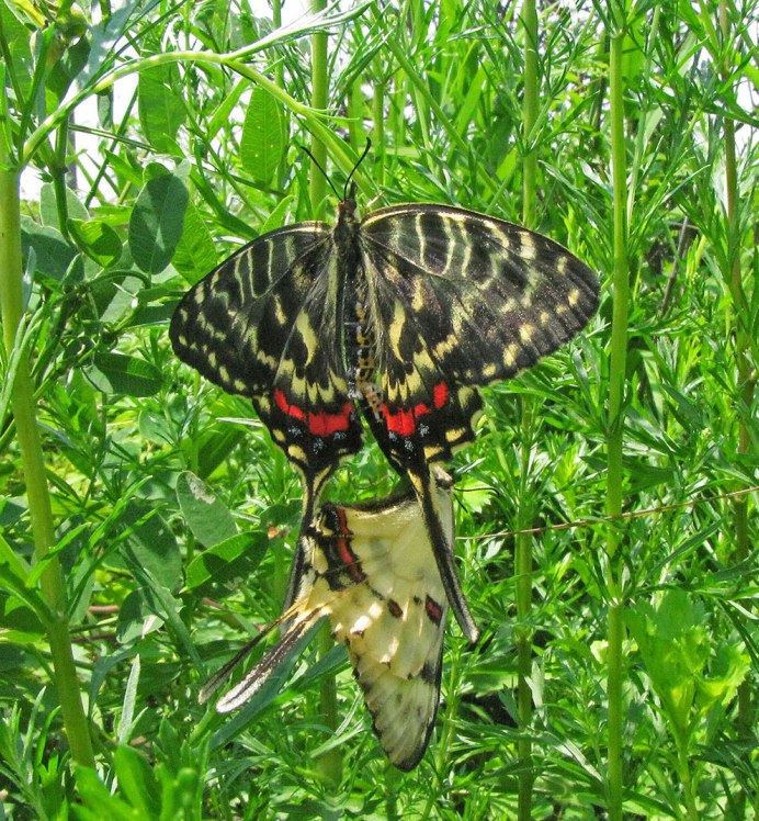 Хвостоносец Ксут