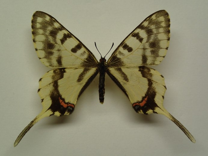 Azeta Melania бабочка