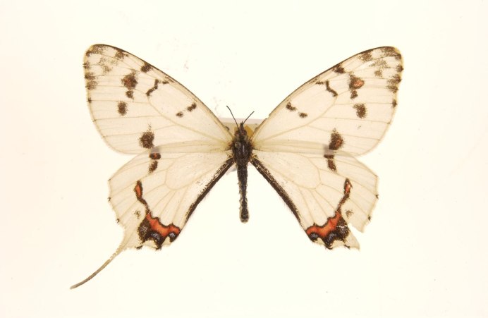 Серицин Монтела на белом фоне