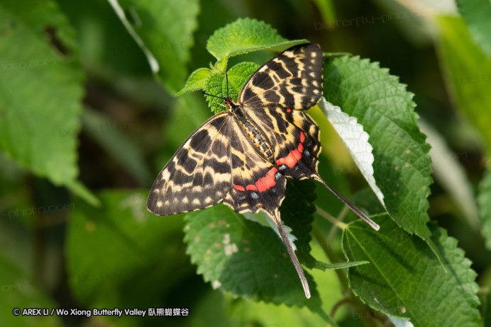 Серицин Монтела схема