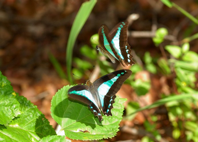 Papilio Arcturus