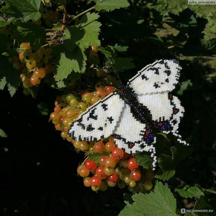 Бабочка Юннан