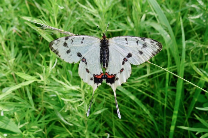 Серицин Монтела бабочка самец