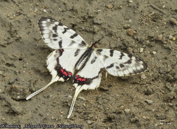 Sericinus Montela Gray, 1852