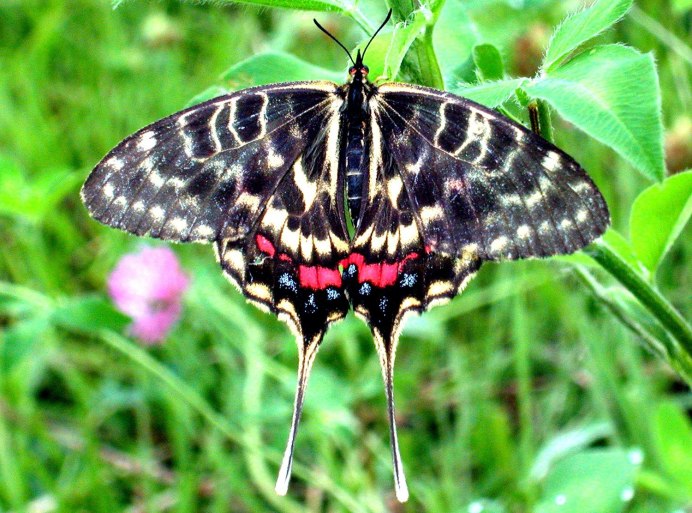 Серицин Монтела бабочка самец
