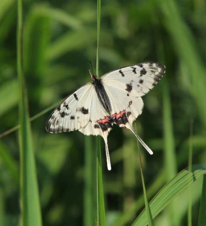 Серицин Монтела на белом фоне