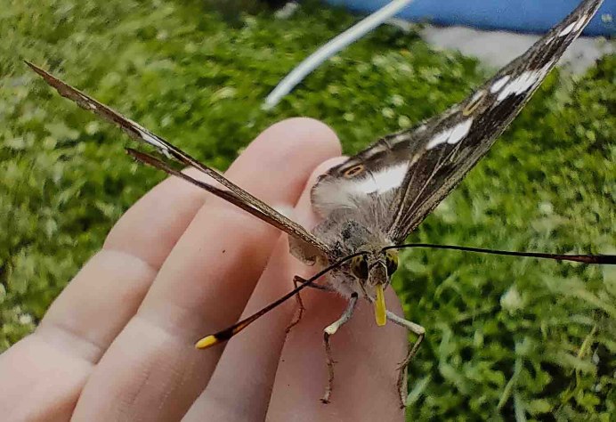 Птицекрылка бабочка