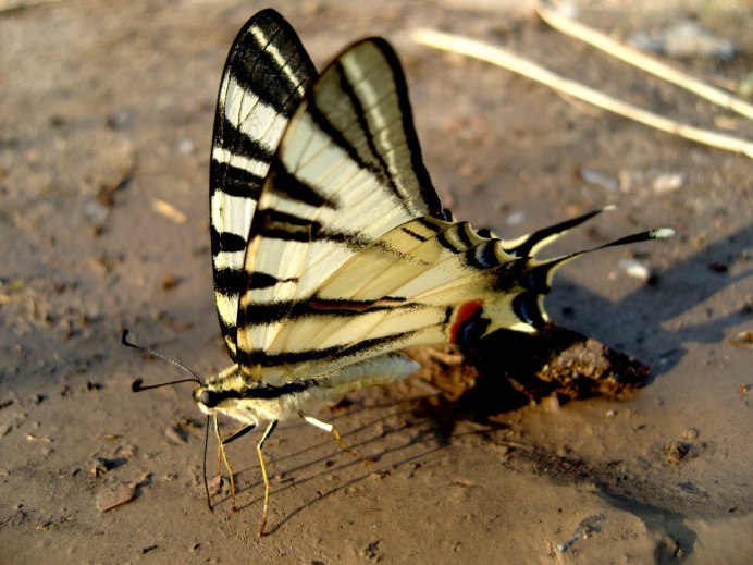 Алкиной (Atrophaneura Alcinous)
