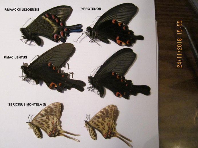 Пестрянка глазчатая бабочка