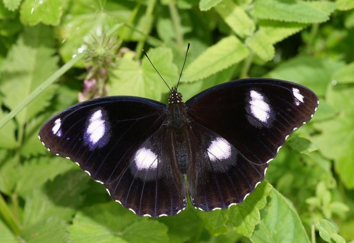 Actias Dulcinea и Actias Artemis различия