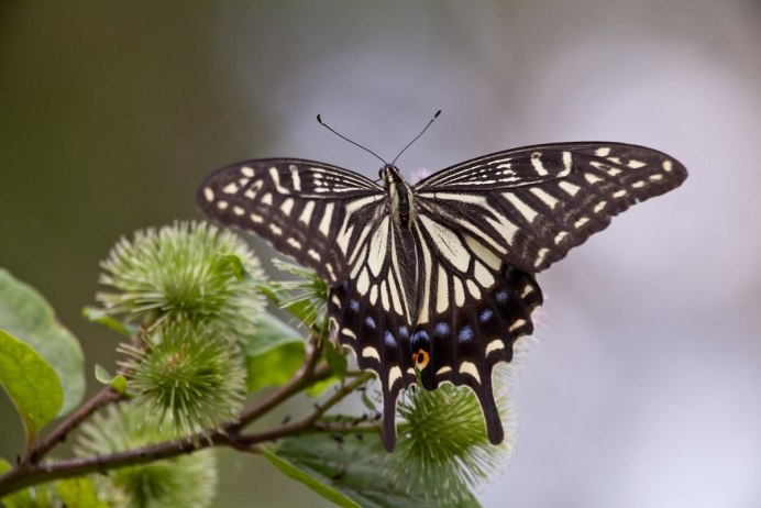 Махаон бабочка окрасы