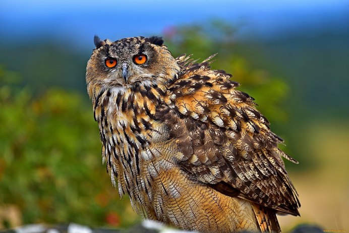 Европейский Филин (Bubo Bubo)
