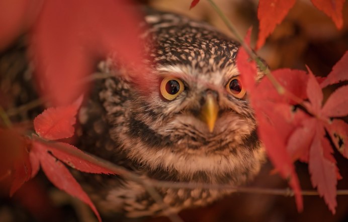 Филин Bubo Bubo