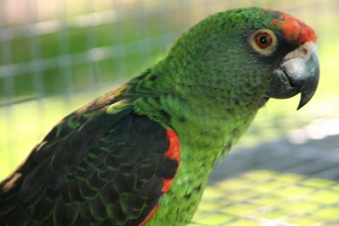 Poicephalus rufiventris